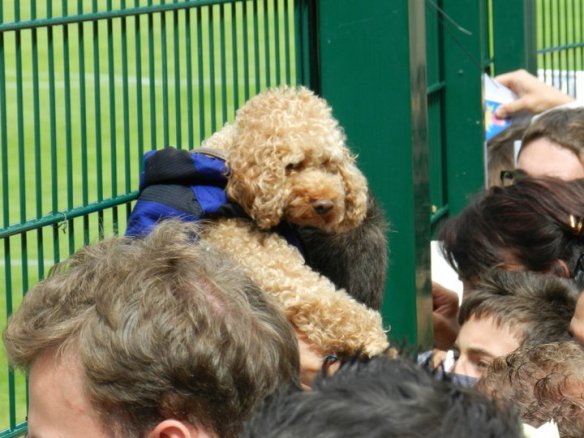 Giuro che è vero. sto tizio s'è fatto firmare IL CANE da Thiago Motta. L'ha avvicinato alla rete e gli ha fatto firmare la maglietta.